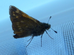 Engsmyger (Ochlodes sylvanus)