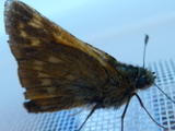 Engsmyger (Ochlodes sylvanus)