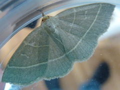 Olivenfly (Trisateles emortualis)