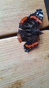 Admiral (Vanessa atalanta)