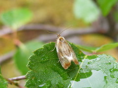 Skumringsvikler (Eulia ministrana)