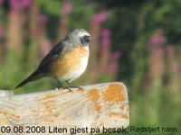 Rødstjert (Phoenicurus phoenicurus)