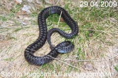 Hoggorm (Vipera berus)