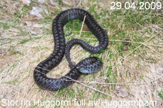 Hoggorm (Vipera berus)