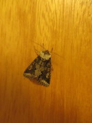 Irrfly (Allophyes oxyacanthae)