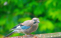 Nøtteskrike (Garrulus glandarius)