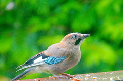 Nøtteskrike (Garrulus glandarius)