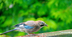 Nøtteskrike (Garrulus glandarius)