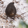 Svarttrost (Turdus merula)