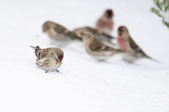 Gråsisik (Carduelis flammea)