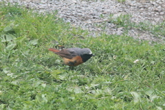 Rødstjert (Phoenicurus phoenicurus)