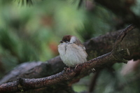 Pilfink (Passer montanus)