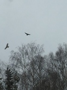 Fjellvåk (Buteo lagopus)