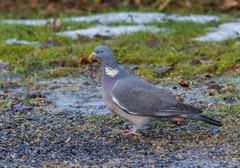 Ringdue (Columba palumbus)