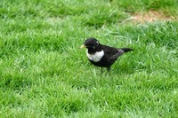 Ringtrost (Turdus torquatus)