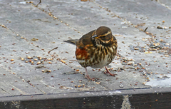 Rødvingetrost (Turdus iliacus)