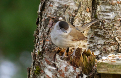 Munk (Sylvia atricapilla)