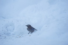 Nøtteskrike (Garrulus glandarius)