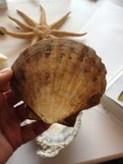 Kamskjell (Pecten maximus)