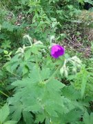 Skogstorkenebb (Geranium sylvaticum)