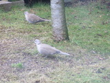 Tyrkerdue (Streptopelia decaocto)