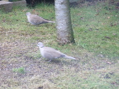 Tyrkerdue (Streptopelia decaocto)