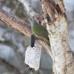 Gråspett (Picus canus)