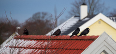Kornkråke (Corvus frugilegus)