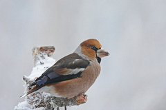 Kjernebiter (Coccothraustes coccothraustes)