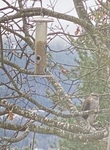 Spurvehauk (Accipiter nisus)