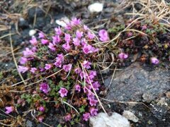 Rødsildre (Saxifraga oppositifolia)