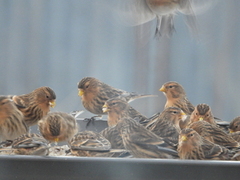 Bergirisk (Carduelis flavirostris)