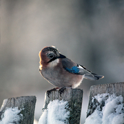 Nøtteskrike (Garrulus glandarius)