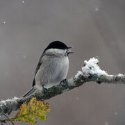 Løvmeis (Poecile palustris)