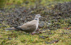 Tyrkerdue (Streptopelia decaocto)