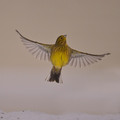 Gulspurv (Emberiza citrinella)