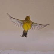 Gulspurv (Emberiza citrinella)