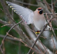 Sidensvans (Bombycilla garrulus)