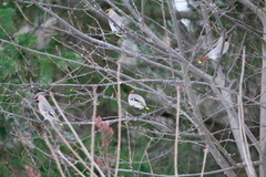 Sidensvans (Bombycilla garrulus)