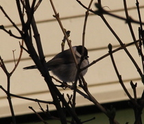 Løvmeis (Poecile palustris)