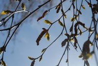 Bjørk (Betula pubescens)