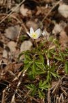 Hvitveis (Anemone nemorosa)