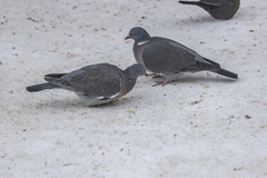 Ringdue (Columba palumbus)