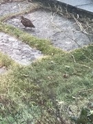 Rugde (Scolopax rusticola)