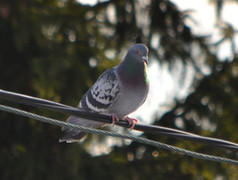 Bydue (Columba livia domestica)