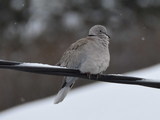 Tyrkerdue (Streptopelia decaocto)