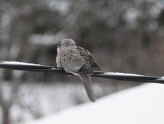 Tyrkerdue (Streptopelia decaocto)