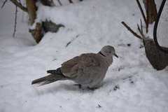 Tyrkerdue (Streptopelia decaocto)