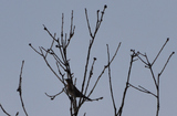 Gråtrost (Turdus pilaris)