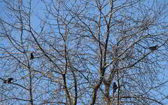 Kråke (Corvus cornix)